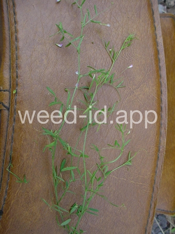 vetch, four seeded